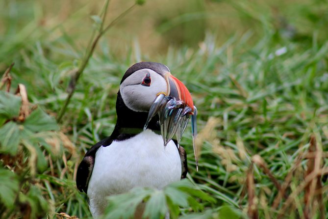 Classic Puffin Watching Cruise from Downtown Reykjavík - From Elding’s dock to the puffins in about 15 minutes