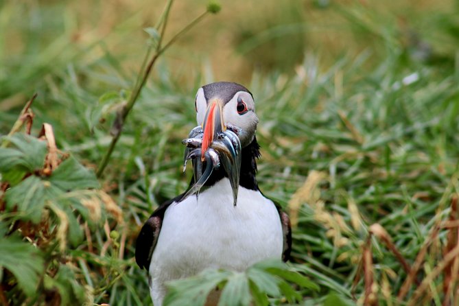 Classic Puffin Watching Cruise from Downtown Reykjavík - Who should book this puffin cruise (and who might want a different plan)