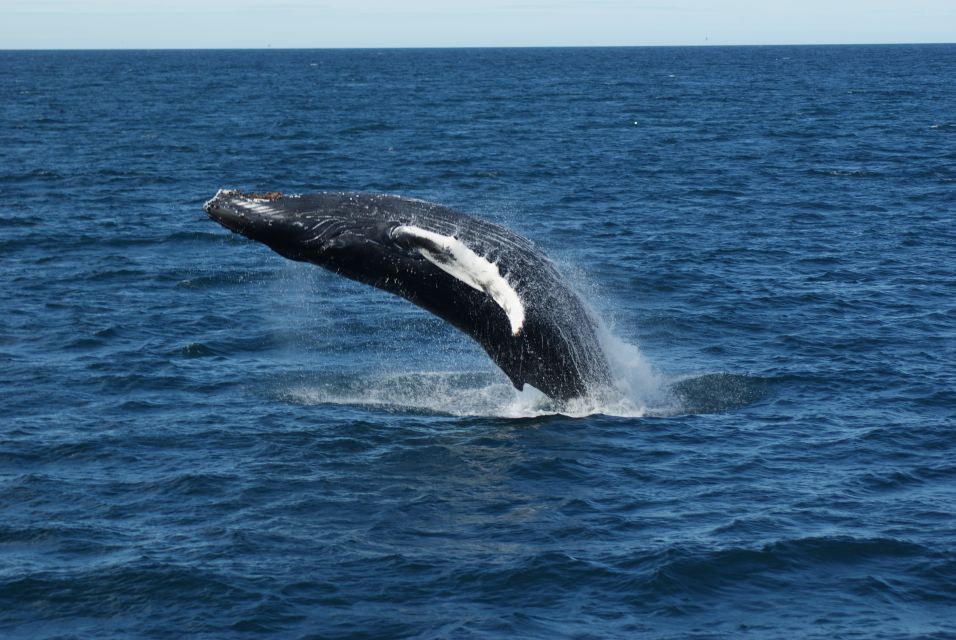 From Reykjavik: Whale Watching Tour - The Guide and Crew Factor: Humor, Wildlife Skills, and Photo Moments