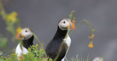 Reykjavik: 1-Hour Puffin Watching Tour - Timing, Tide, and Weather: Your Real Variables