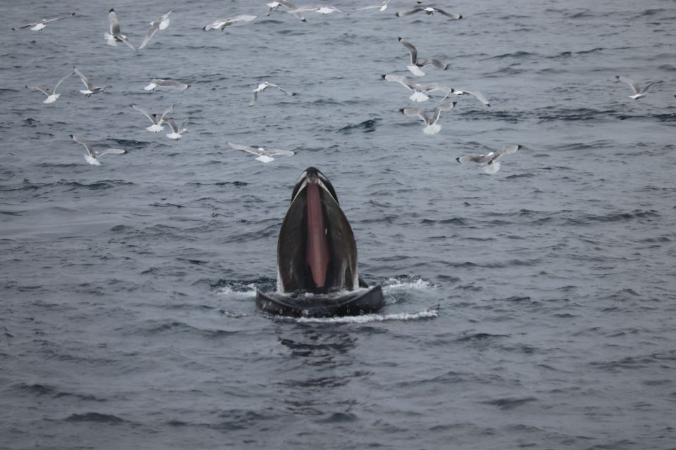 Reykjavik: Best Value Whale Watching Boat Tour - Starting in Reykjavik’s Old Harbour area: quick, clear, and built for movement
