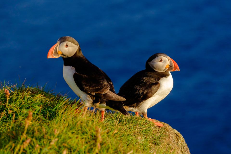 Reykjavik: Puffin Watching Tour - Why a RIB Boat Makes Puffin Spotting Easier