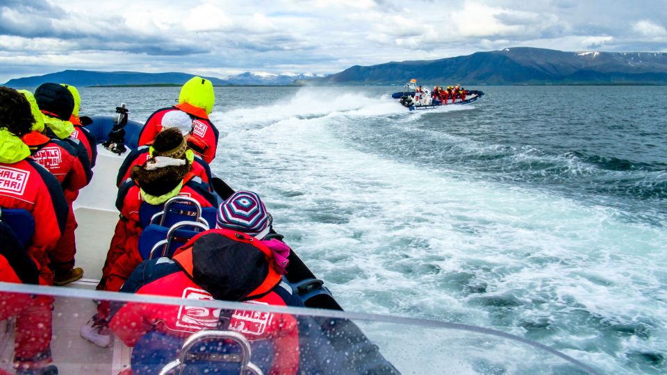 Reykjavik: Puffin Watching Tour - What to Bring for Comfort and Better Puffin Photos