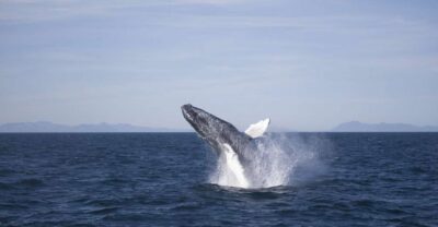 Reykjavik: the Original 3-Hour Whale Watching Tour - What you’ll spot (and what “close” usually means on this cruise)