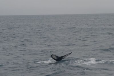 Reykjavik: Whale Watching and Dolphin Watching Yacht Cruise - Meeting Point: The Restaurant Kiosk Check-In You Shouldn’t Miss