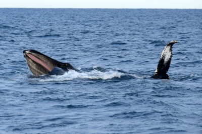 Reykjavik: Whale Watching Express - The Express Boat Reality: Fast Ride, Practical Viewing