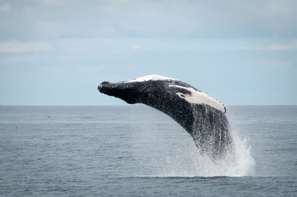 Reykjavik: Whales and Puffins Express Cruise Combo Tour - What you’ll actually see in Faxaflói Bay and near the puffin islands