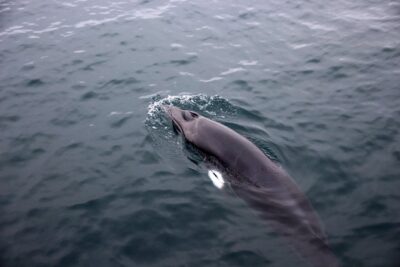 Whale-Watching Boat Tour with Expert Guide from Reykjavik - How the 2.5 or 3.5-Hour Cruise Plays Out (What to Expect, Not Fantasize)