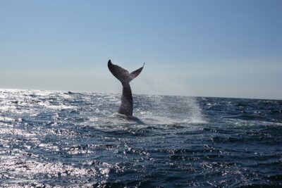 Whale Watching Cruise on a Yacht in Reykjavik - Engey and Lundey: Puffins and island drama near the capital